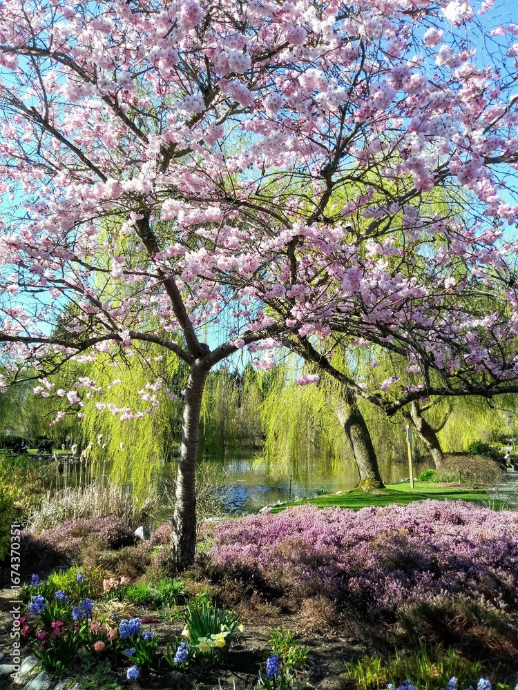 Obraz premium pink cherry blossom