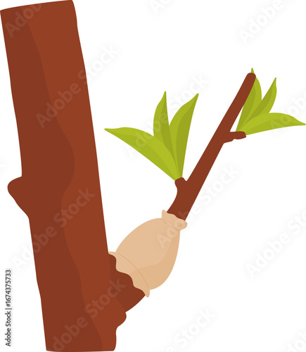 Illustration of Grafting a Plant onto a Tree Branch
