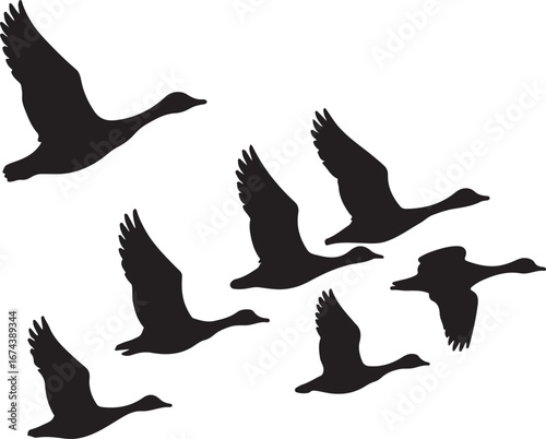 Flock of black geese flying in formation against white background birds migration