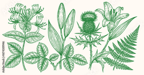 Detailed vintage botanical illustration of various plants, featuring honeysuckle, lily, thistle, rose leaves, and fern foliage.