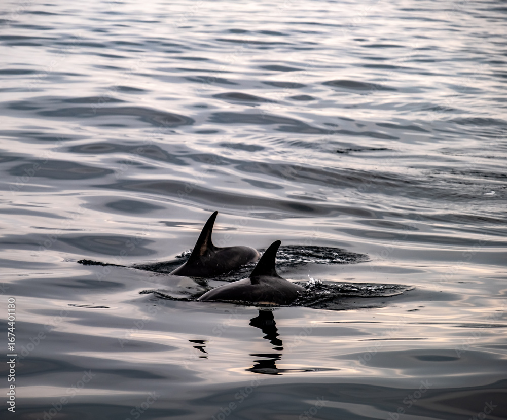 Fototapeta premium Common dolphin enjoying the Atlantic waters in County Donegal, Ireland