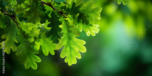 Close-up of vibrant green oak tree leaves forming a background and creating a serene atmosphere.