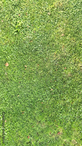 Green grass lawn background, natural fresh grass texture for eco design, outdoor park surface, summer nature backdrop for gardening, environment, landscaping and relaxation concept