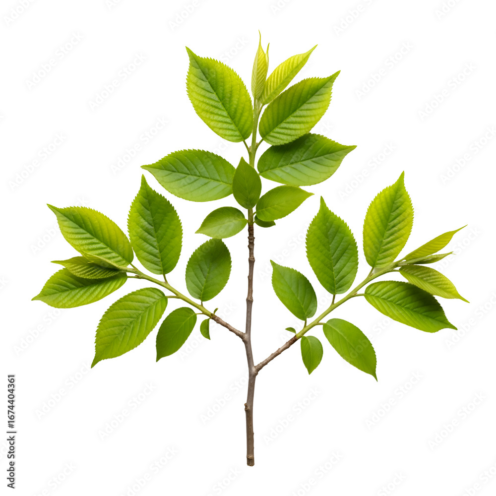 Naklejka premium Create Stunning Designs with Green Leaves on Transparent Backgrounds
