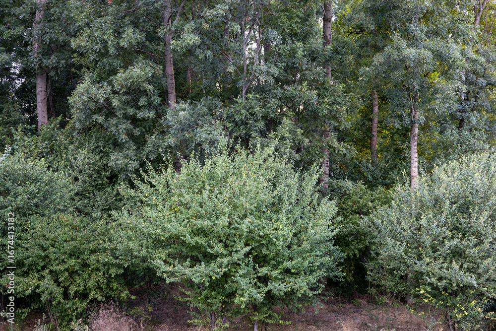 Obraz premium Lush green foliage in a tranquil forest environment during daytime showcasing various tree species and undergrowth