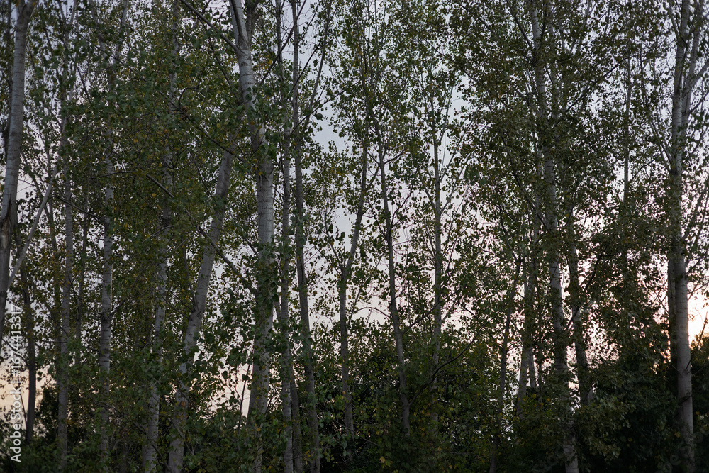 Fototapeta premium Dense tall trees stand against a twilight sky near a calm environment showcasing nature's tranquility and beauty