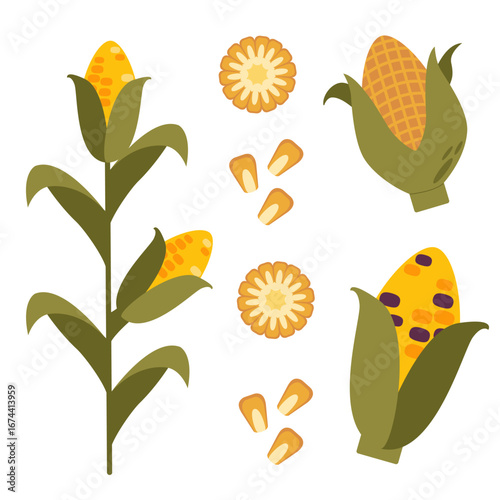 Playful illustration of corn elements: stalks with ears, husked cobs, kernels, and flower tops. Bright yellows, greens, and oranges evoke a cheerful harvest theme in a flat, modern style.