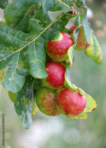 Galls on oak leaves formed by the larvae of the oak gall borer (Diplolepis quercusfolii)