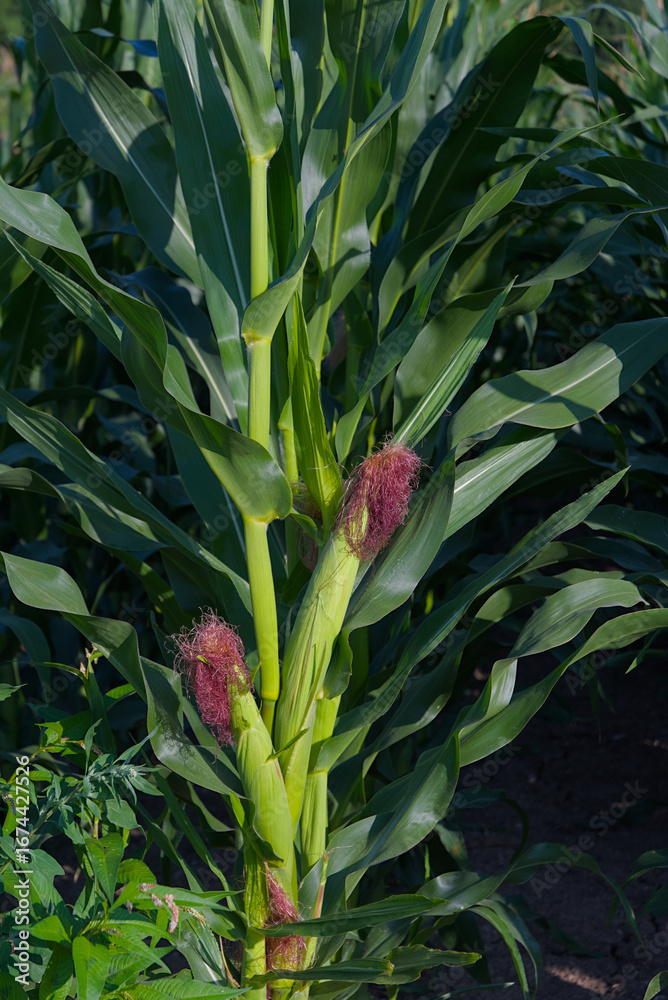 Obraz premium Close-up of green corn stalks with silk emerging from the top of the ears in a sunny outdoor setting.
