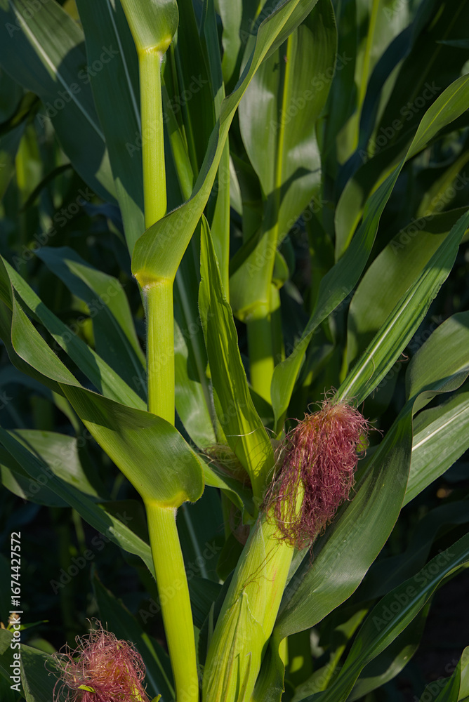 Obraz premium Close-up of green corn stalks with silk emerging from the top of the ears in a sunny outdoor setting.