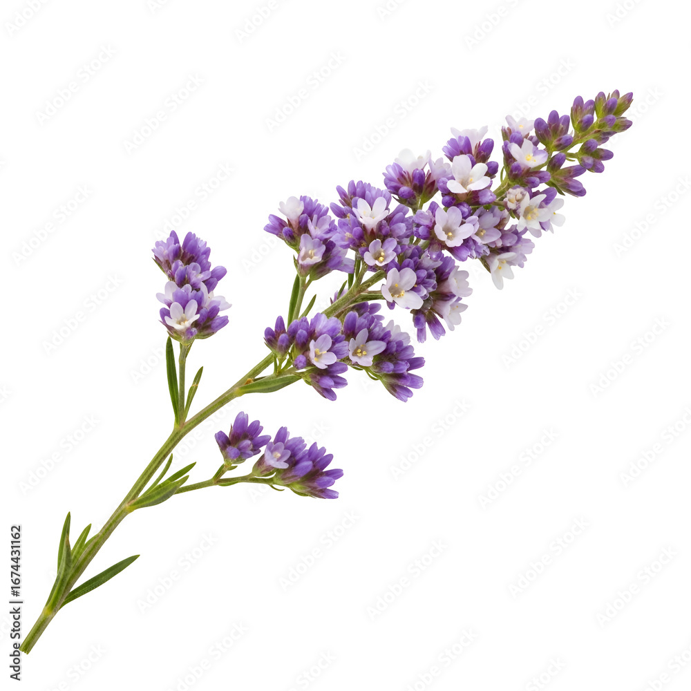Obraz premium Purple Flowers Bloom Beautifully Against Black Background, Creating Stunning Visuals for Design Projects.