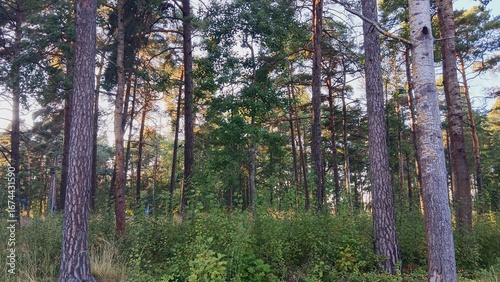 Verdant Pine Woodland with Sunlit Understory in Rauma, Finland