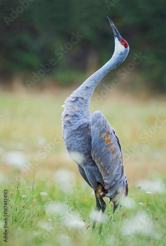 Sandhill Crane with outstretched neck and pointing to the sky