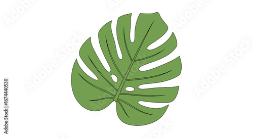 Illustration of a single monstera leaf with distinct fenestrations and veins on a white background image
