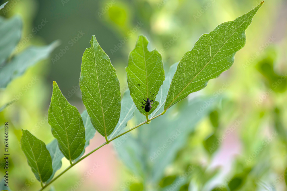 Fototapeta premium European weevil beetle (Liophloeus tessulatus)