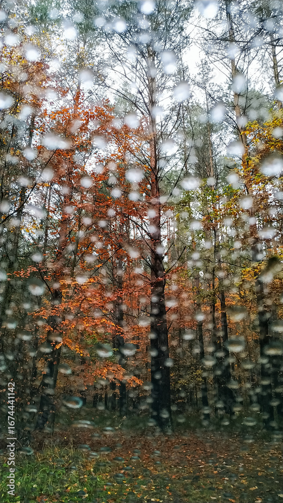 Fototapeta premium Raindrops blurring colorful autumn forest seen through car window