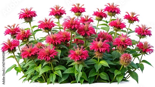 Bright Red Bee Balm Flowers with Green Leaves on a White Background