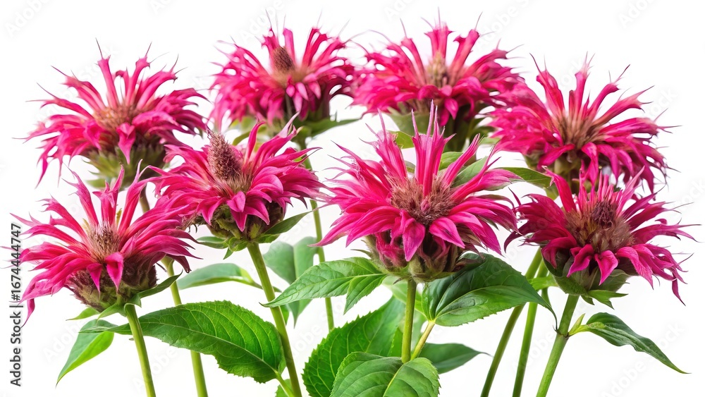 Fototapeta premium Crimson Bee Balm Flowers with Lush Green Foliage on a White Background