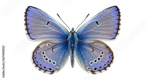 Beautiful Blue Butterfly Close Up Isolated on Black Background Nature Wildlife Insect Macro Photography