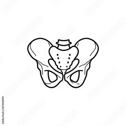 Anatomical illustration of human pelvic bone in outline style  