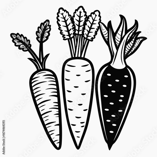 carrots vector illustration