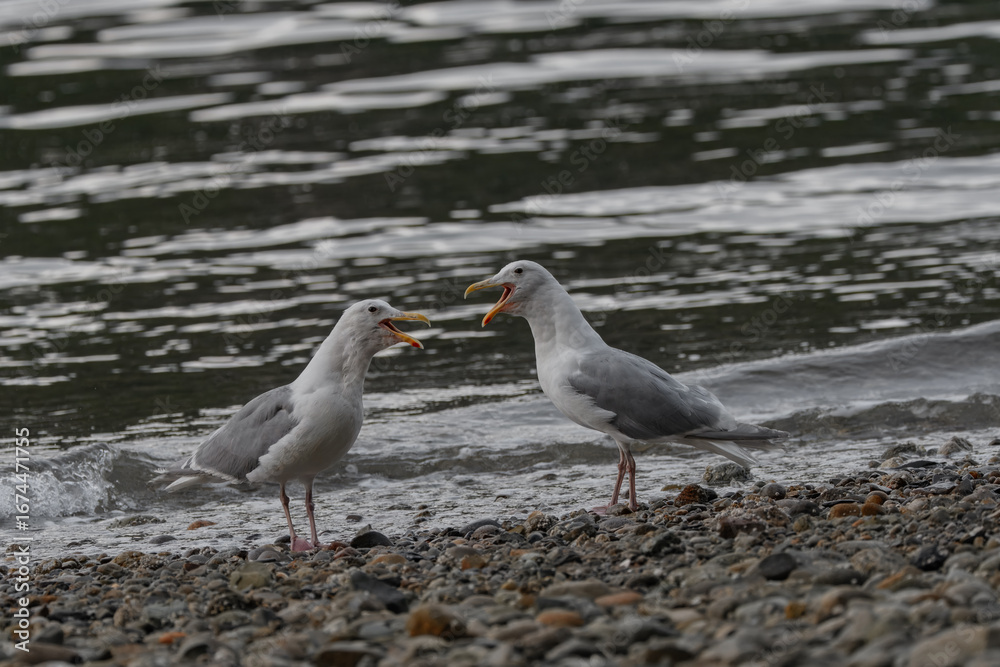 Fototapeta premium Two seagulls with their beaks open stand on a rocky shore, appearing to squawk at each other. The water behind them is a mix of ripples and small waves.