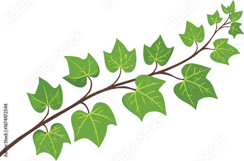 Single Ivy Vine Segment with Green Leaves, Isolated on White