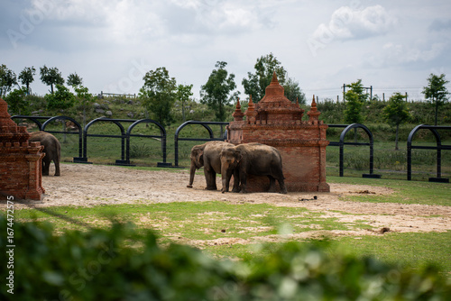 Sticker two Indian elephants are walking