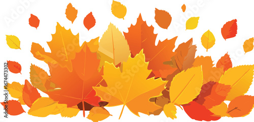 Fallen Autumn Leaves Covering the Ground