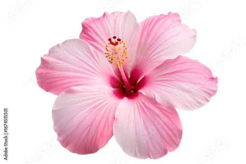 Pink hibiscus flower blooming, with delicate petals and a vibrant stamen, beautifully isolated on a pristine white background, showcasing its captivating tropical beauty