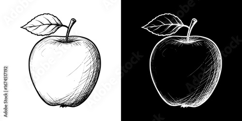 Monochrome isolated vector image of apple,  two design options on transparent and black backgrounds, pencil drawing, chalk drawing