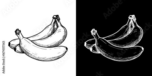 Monochrome isolated vector image of bananas, two design options on transparent and black backgrounds, pencil drawing, chalk drawing