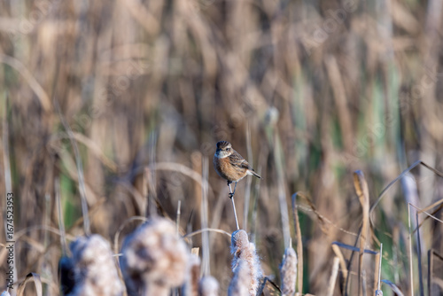 Photography Female European Stonechat (Saxicola rubicola), common in coastal scrub and heath
