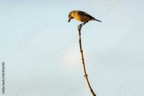 Photography Female European Stonechat (Saxicola rubicola), common in coastal scrub and heath
