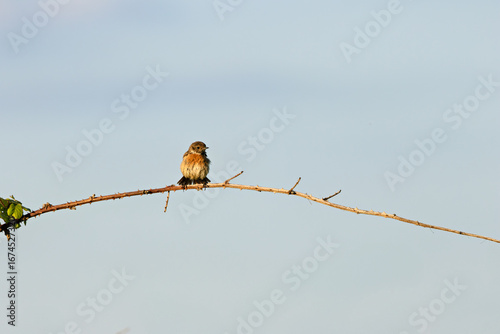 Photography Female European Stonechat (Saxicola rubicola), common in coastal scrub and heath