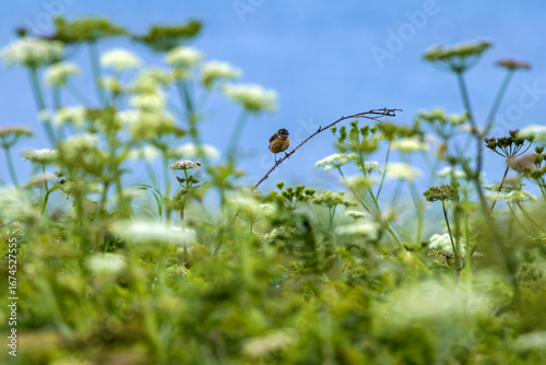 Photography Female European Stonechat (Saxicola rubicola), common in coastal scrub and heath