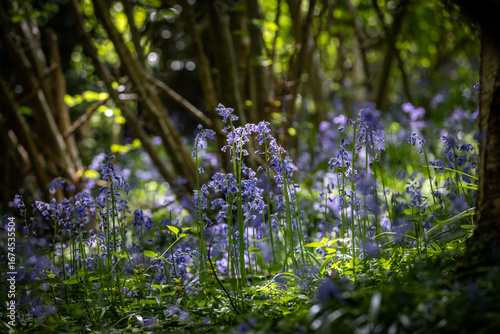 Pretty bluebells in woodland in Sussex, on a sunny spring morning