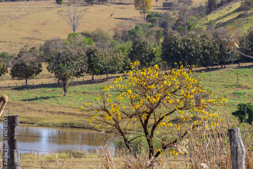 Um ipe amarelo florido em paisagem goiana próximo a um lago.