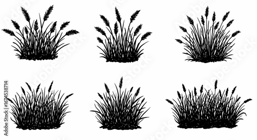 Collection of Silhouetted Ornamental Grass Clumps for Landscape Design and Botanical Illustration