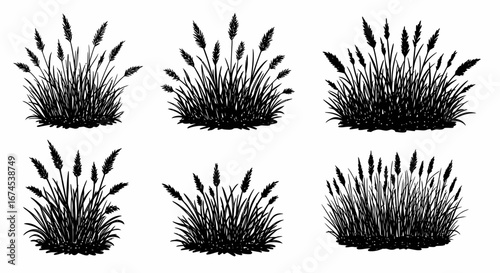 Decorative Grasses and Ornamental Plants in a Rustic Sketch Style Ideal for Botanical Illustrations and Landscape Design Elements