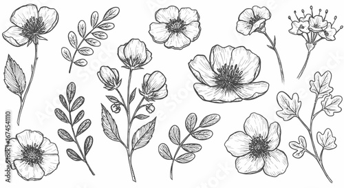 Collection of Hand Drawn Botanical Illustrations Featuring Delicate Floral Elements and Leafy Branches in a Sketchy Artistic Style