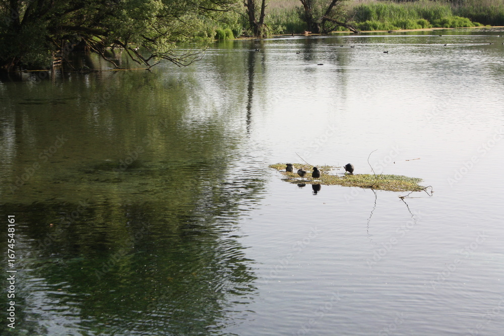 Fototapeta premium ducks on the lake