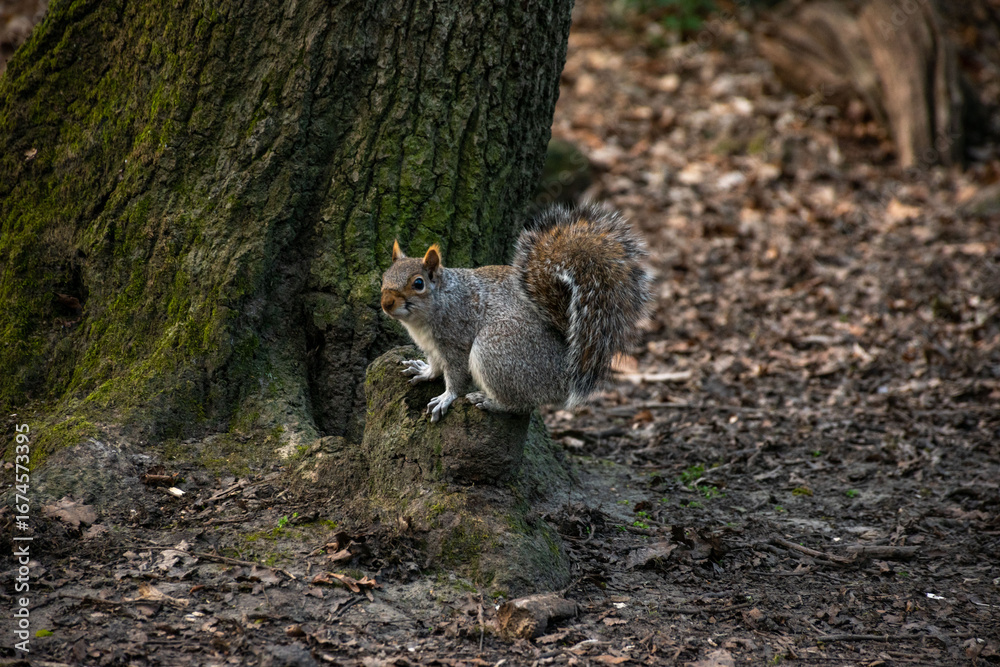 Naklejka premium A curious squirrel perched on a tree stump in a forest, showcasing its fluffy tail and lively expression amidst natural surroundings.