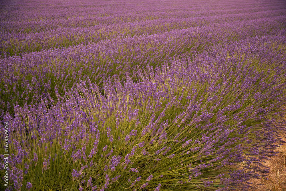 Obraz premium Lavender field in South Moravia