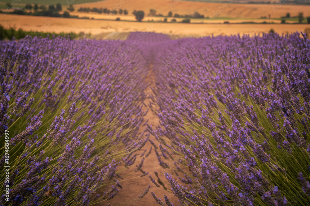 Obraz premium Lavender field in South Moravia