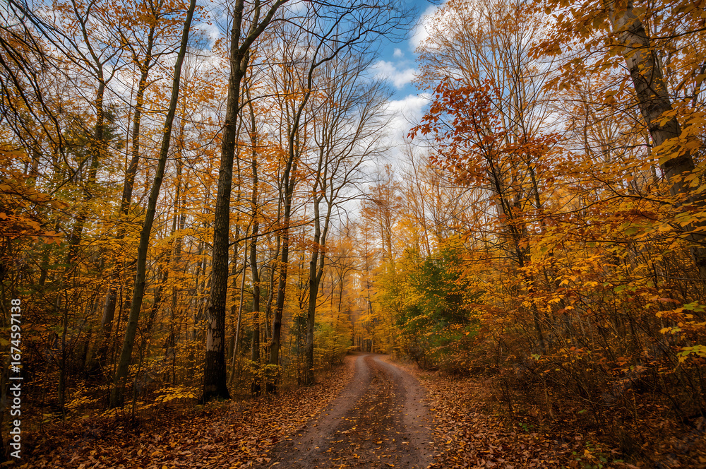 Fototapeta premium Autumn forest path lined with golden yellow and orange trees road