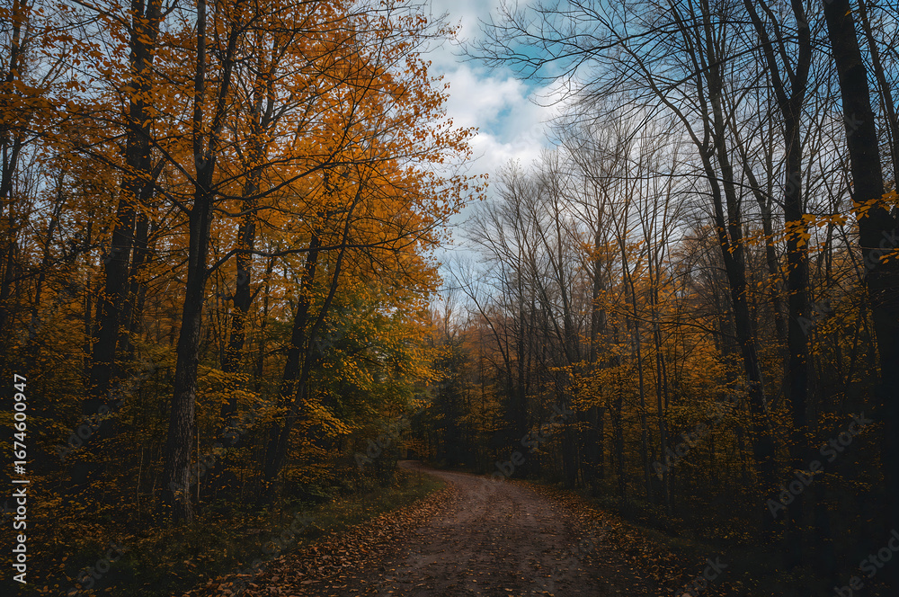 Fototapeta premium Winding dirt path through a vibrant golden autumn forest woods trees