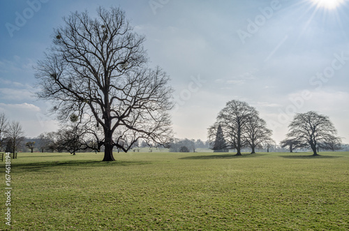 Leafless trees in springtime