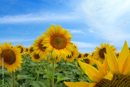 Blooming yellow sunflowers against blue sky in agricultural field