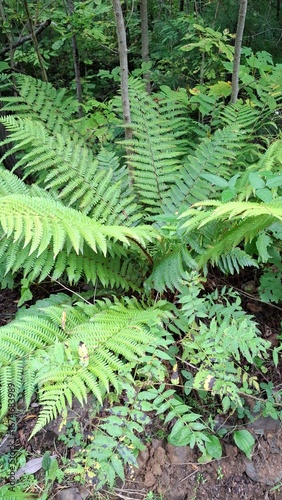 beautiful fern, fern leaves are beautiful, summer season